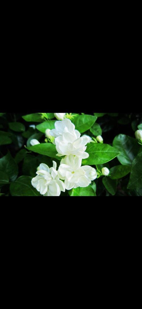 万千花蕊歌词时代背景