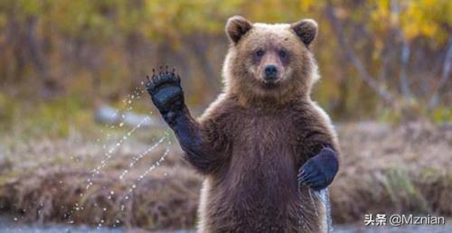 梓泽代表什么动物