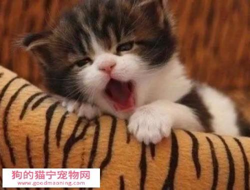 “猫宁”是什么意思