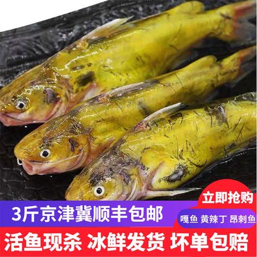 石爬子鱼与黄辣丁的区别