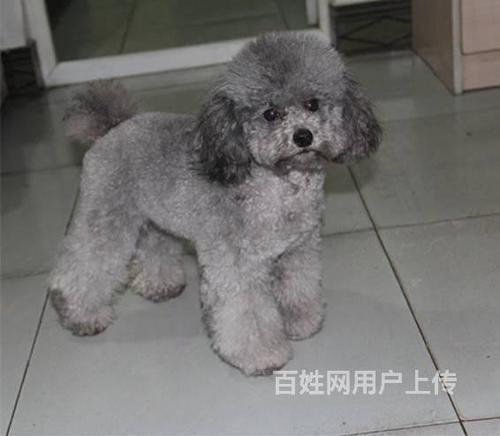 灰色泰迪剃毛会影响反色吗