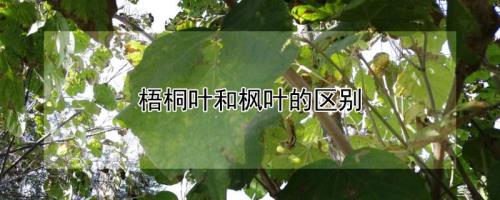 梧桐叶代表什么