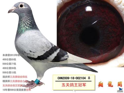鸽子王是什么