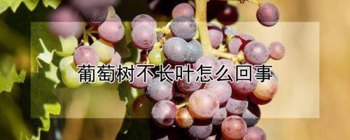 什么药能除死葡萄树