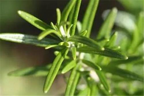 迷迭香杆的用途