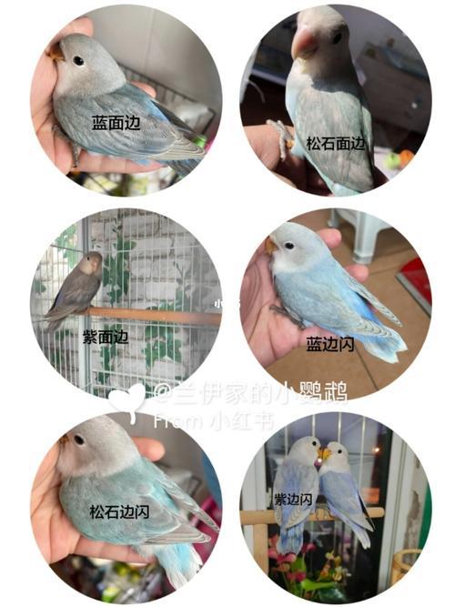 墨银顶鹦鹉和什么配对
