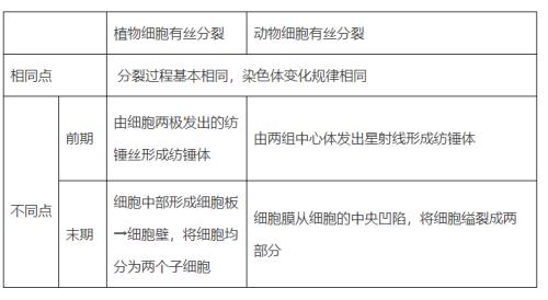 有益菌怎样进行分裂