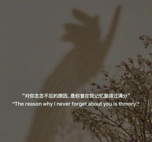 怎么能不遗憾呢文案