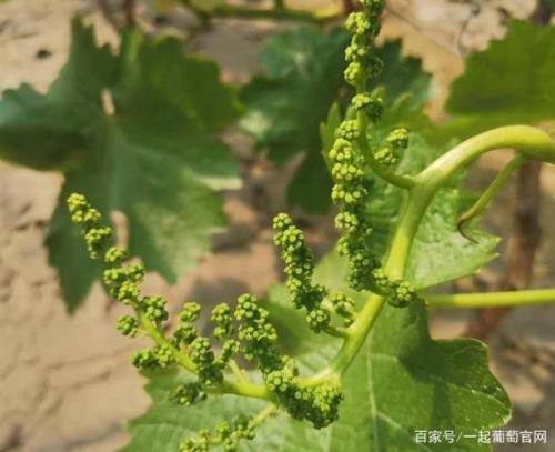 赤霞珠葡萄可以拉穗吗