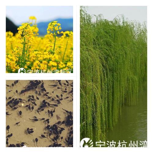 什么绿油油的什么填空