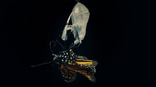 茧化成蝶的过程