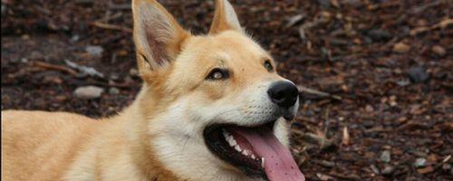 高铁什么时候可以带宠物