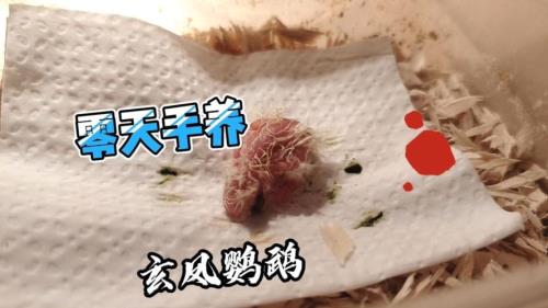 手养30天玄凤教程