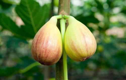 无花果干枝特点