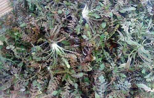 荠菜一般什么季节有