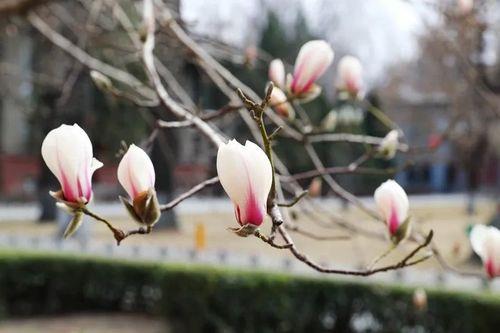 自在飞花尽是侬全诗解释