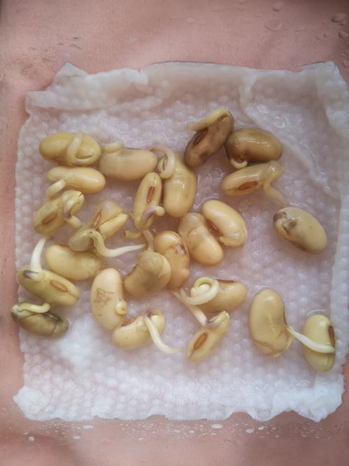 黄豆芽的生长过程