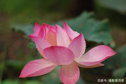 为什么要送荷花