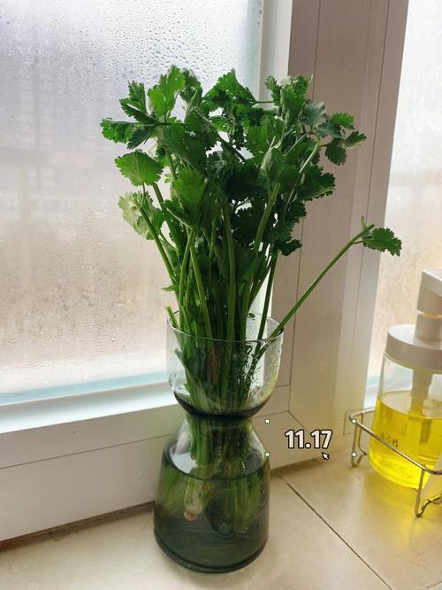 水培香菜亩产多少