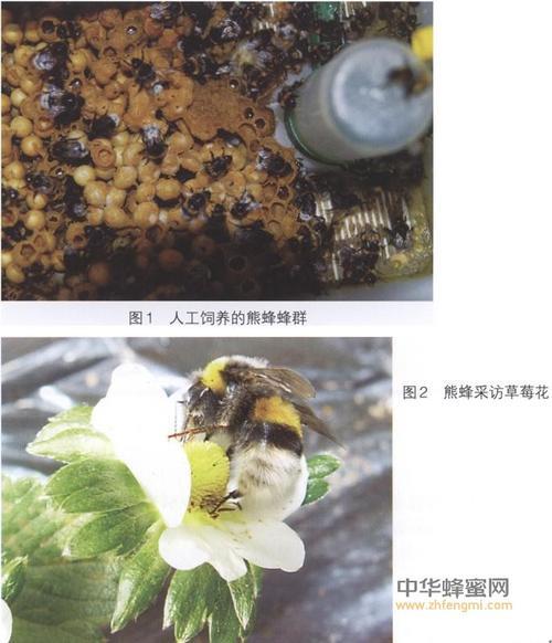 熊蜂养殖可以取蜜吗