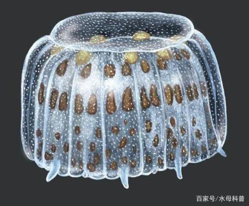 如何养殖水母
