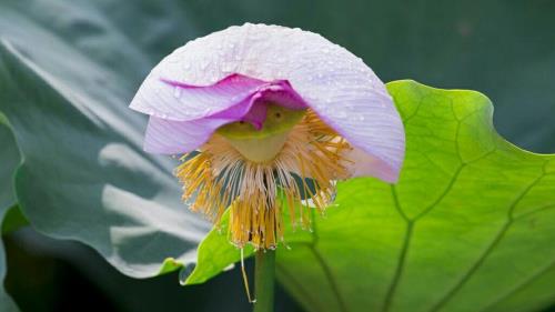 风息意落什么意思