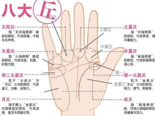 手掌上的三条线、分别代表什么啊