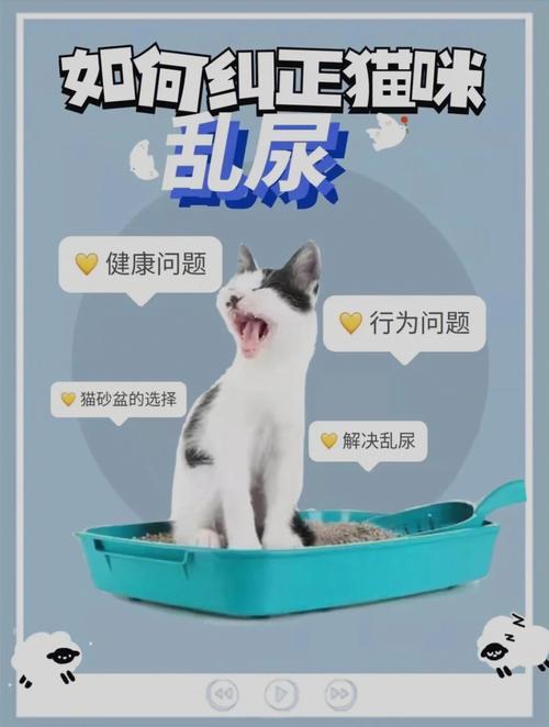 如何纠正小猫乱拉乱尿