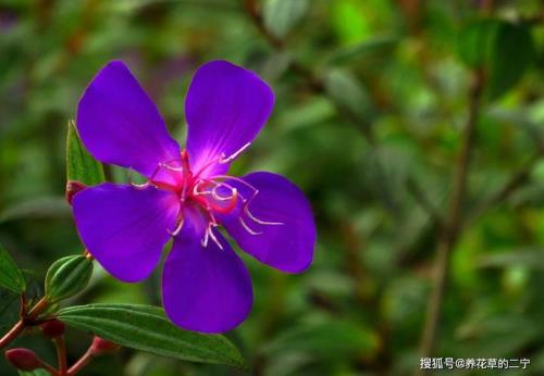 小蜜蜂百合花花语