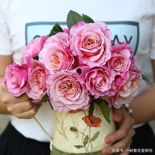 金辉切花月季直立性品种优缺点