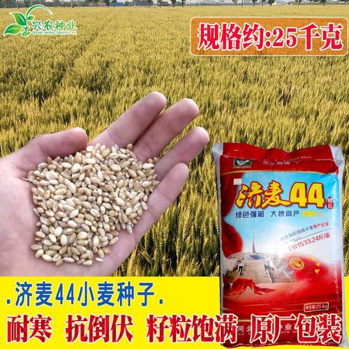 济麦38河北吴桥能种吗