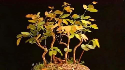 盆景小树苗制作方法