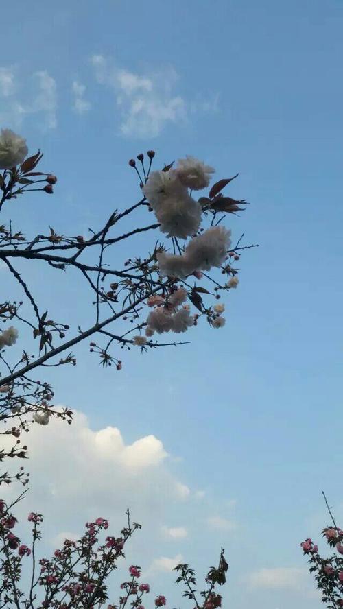 我一直在远处凝望你是什么意思