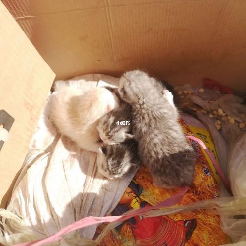 小猫多久可以出窝