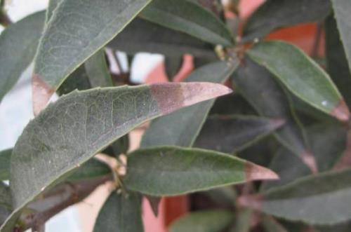 桂花夏天干枝干叶怎么回事