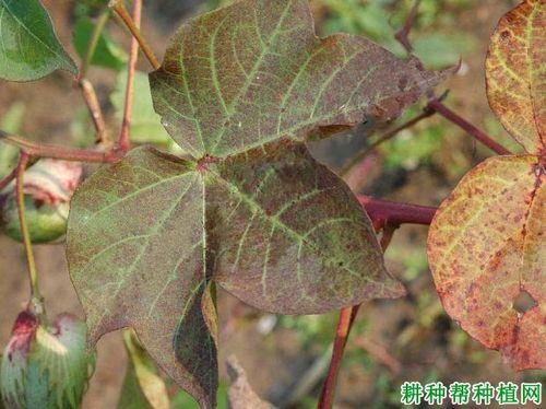 棉花干枝挂叶如何处理