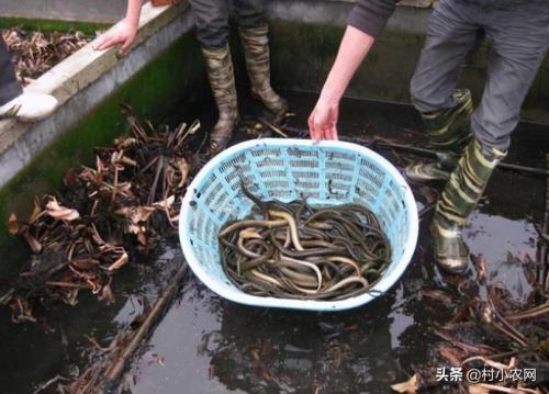 养殖啥成本低赚钱又快