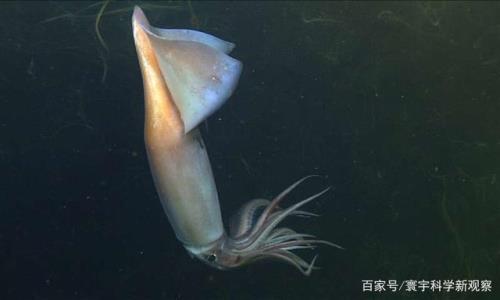 鱿鱼是属于什么类的动物