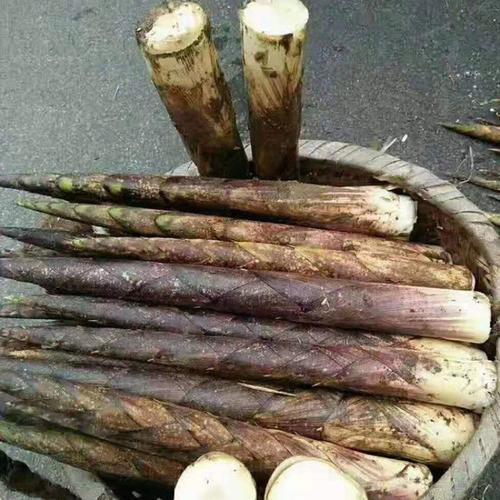 麻笋几月挖