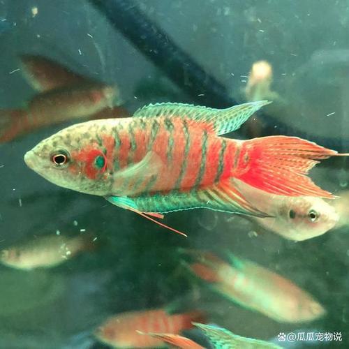 斗鱼水里有油膜有什么问题