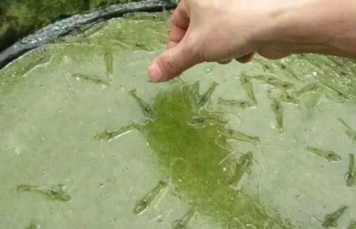 海水总硬度有5000怎么处理后养虾