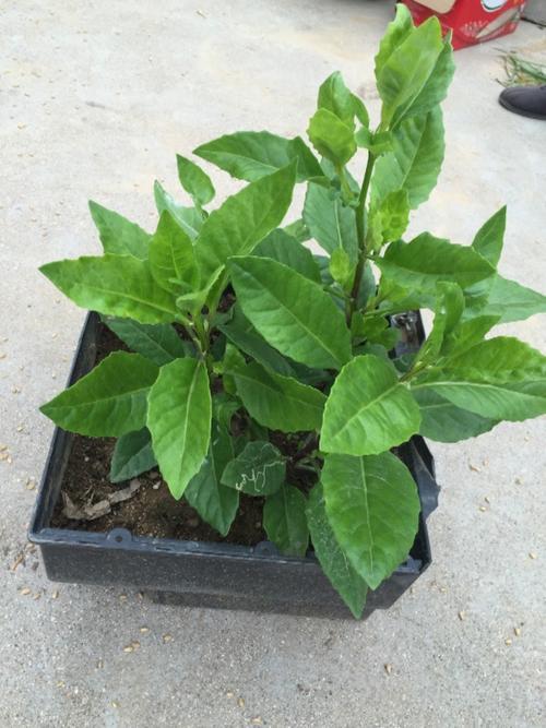 白子菜的食用方法