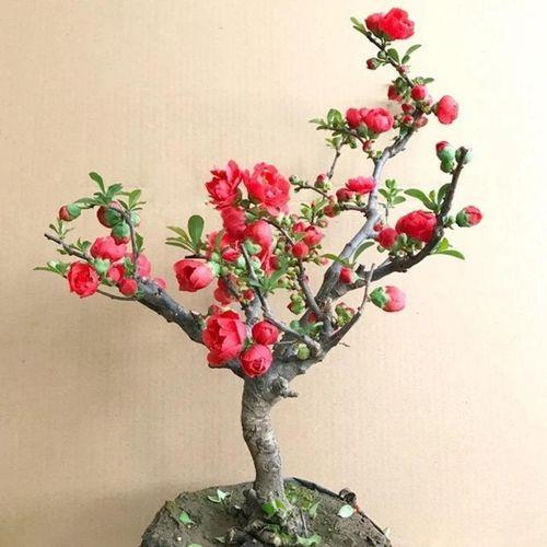 盆栽海棠花的养殖方法