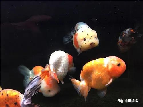 四零的缸兰能不能养寿金鱼