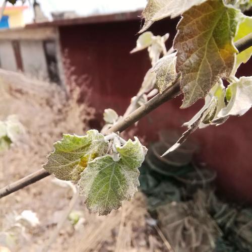 盐水浇树根咋补救