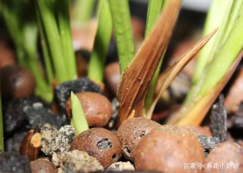 兰花全部枯萎了怎么救活