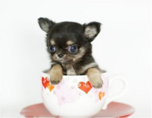 茶杯犬寿命是多少年啊