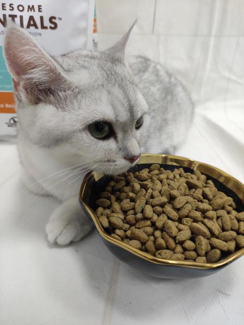 6斤猫一天吃多少猫粮