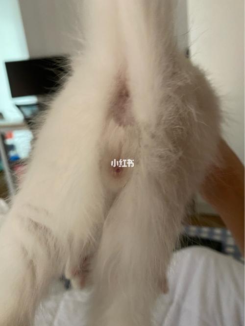 公猫见到母猫嗷呜叫是为什么