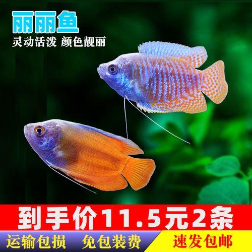 血红丽丽鱼怎么区分公母